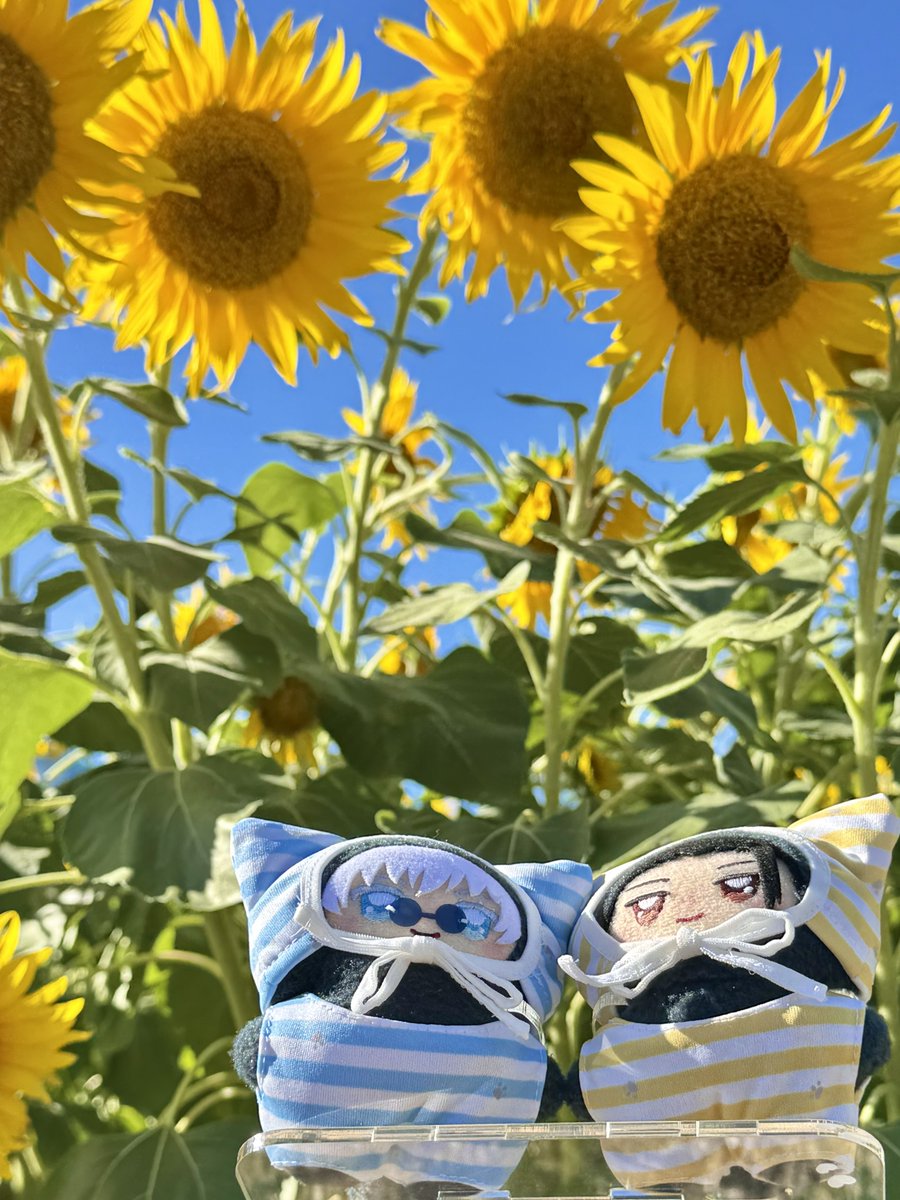 lop_drop's tweet image. 一面のひまわり畑だね、ちみちゃん🌻