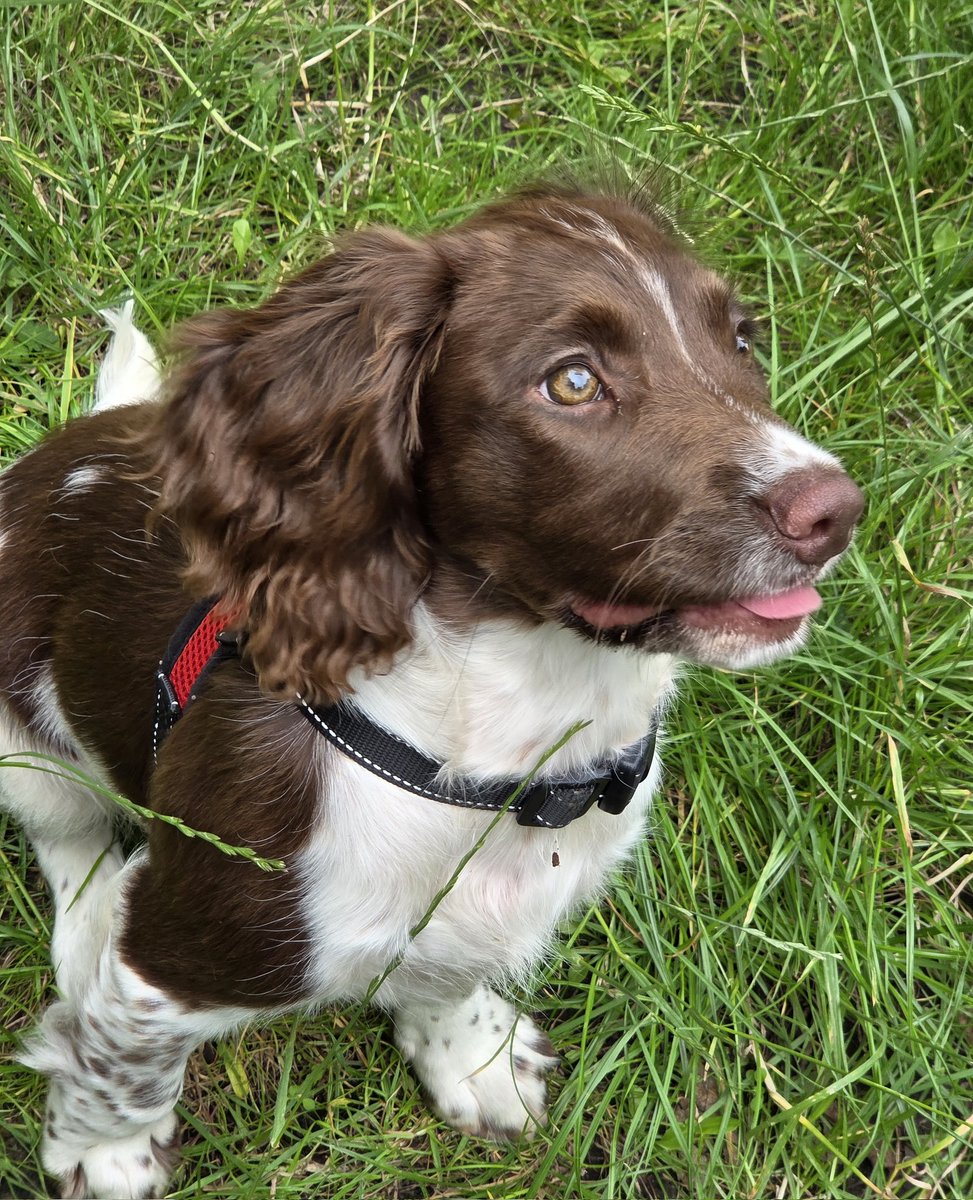 SpringerSaint's tweet image. Islay loves her walks with the big dogs, especially chasing butterflies that she&apos;ll never catch 🦋