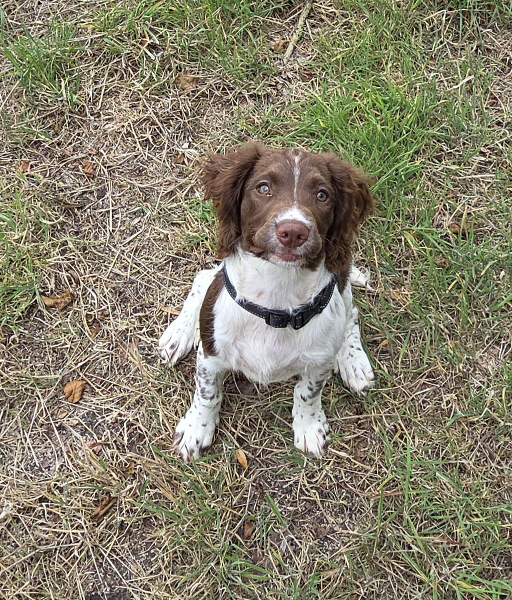 SpringerSaint's tweet image. Islay loves her walks with the big dogs, especially chasing butterflies that she&apos;ll never catch 🦋
