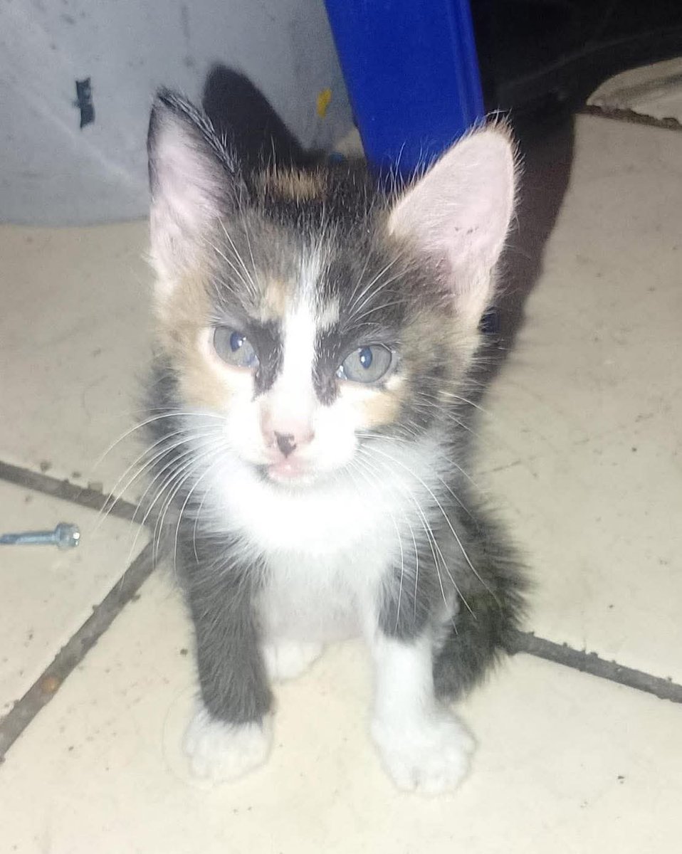 lyssitta's tweet image. #ServicioSocial
ADOPTA 😻
quisiera comentar que regalo gatitos, tengo actualmente 3 gatos, ya no puedo adoptar más, estos gatitos yo los encontré abandonados y los estoy dando en adopción, son niñas hermosas, puedo entregarlas en San Salvador centro histórico 🥺 mi número es…