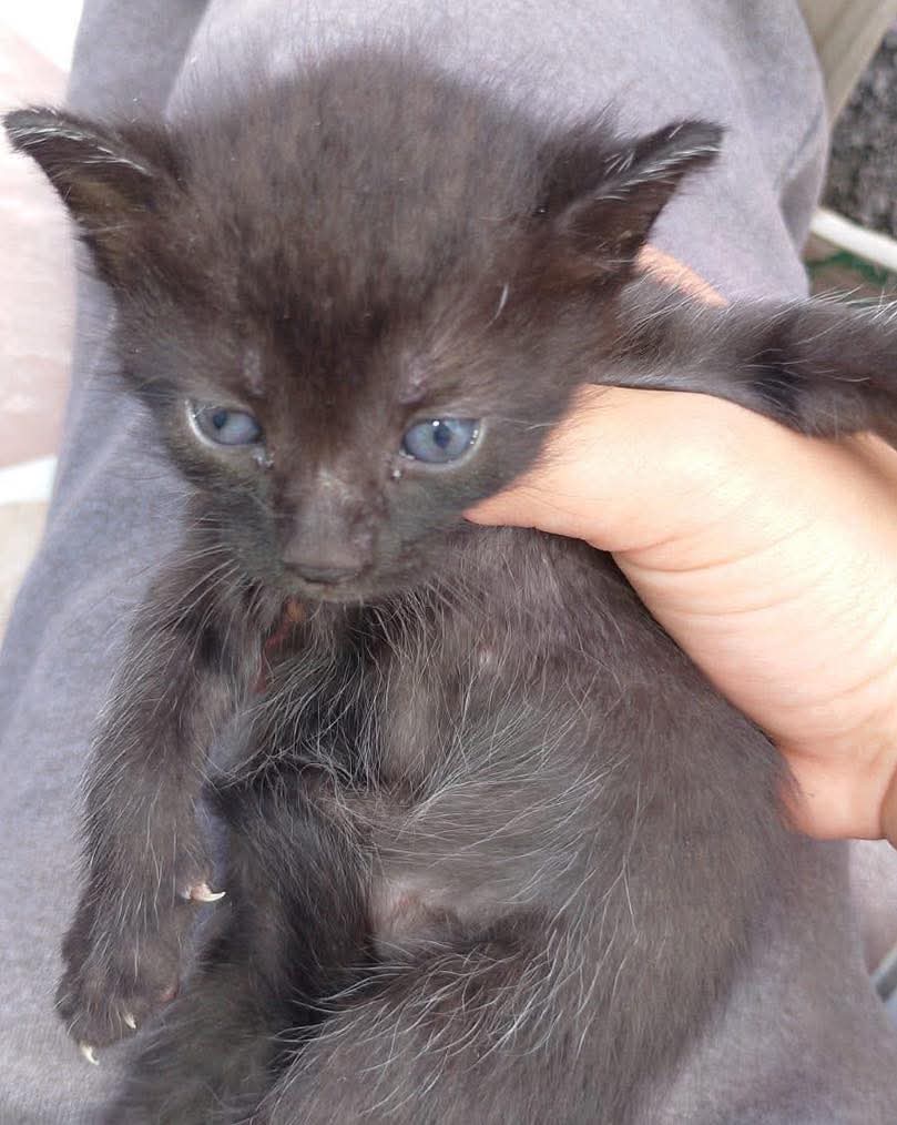 lyssitta's tweet image. #ServicioSocial
ADOPTA 😻
quisiera comentar que regalo gatitos, tengo actualmente 3 gatos, ya no puedo adoptar más, estos gatitos yo los encontré abandonados y los estoy dando en adopción, son niñas hermosas, puedo entregarlas en San Salvador centro histórico 🥺 mi número es…