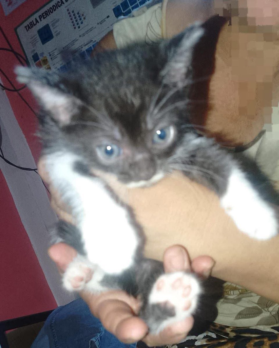 lyssitta's tweet image. #ServicioSocial
ADOPTA 😻
quisiera comentar que regalo gatitos, tengo actualmente 3 gatos, ya no puedo adoptar más, estos gatitos yo los encontré abandonados y los estoy dando en adopción, son niñas hermosas, puedo entregarlas en San Salvador centro histórico 🥺 mi número es…