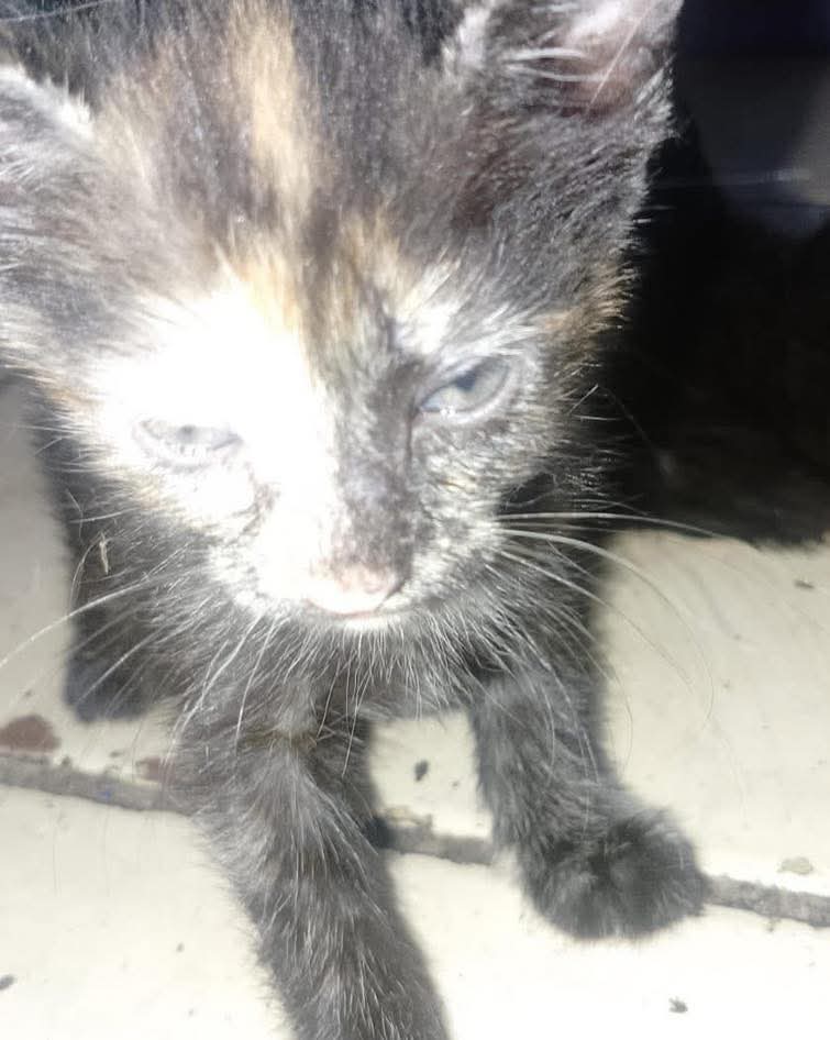 lyssitta's tweet image. #ServicioSocial
ADOPTA 😻
quisiera comentar que regalo gatitos, tengo actualmente 3 gatos, ya no puedo adoptar más, estos gatitos yo los encontré abandonados y los estoy dando en adopción, son niñas hermosas, puedo entregarlas en San Salvador centro histórico 🥺 mi número es…
