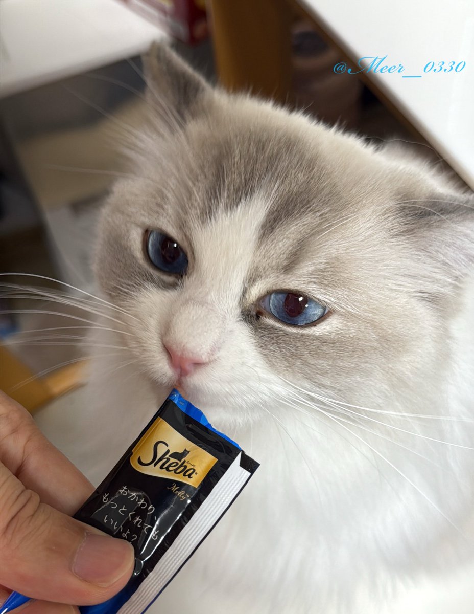 イカ耳でキリッと食べてる

#ねこかわいいね #ラグドール