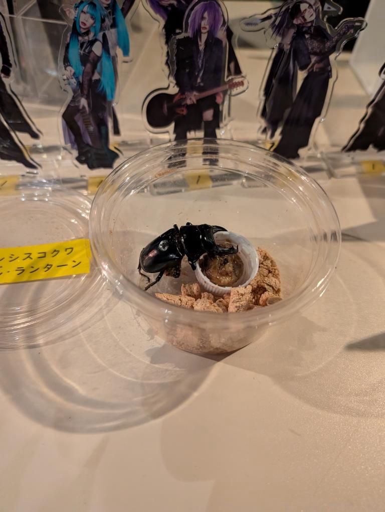 laxyzla's tweet image. non-vkei irl saw damned and met hitone’s beetle before me (imnotjealous)
