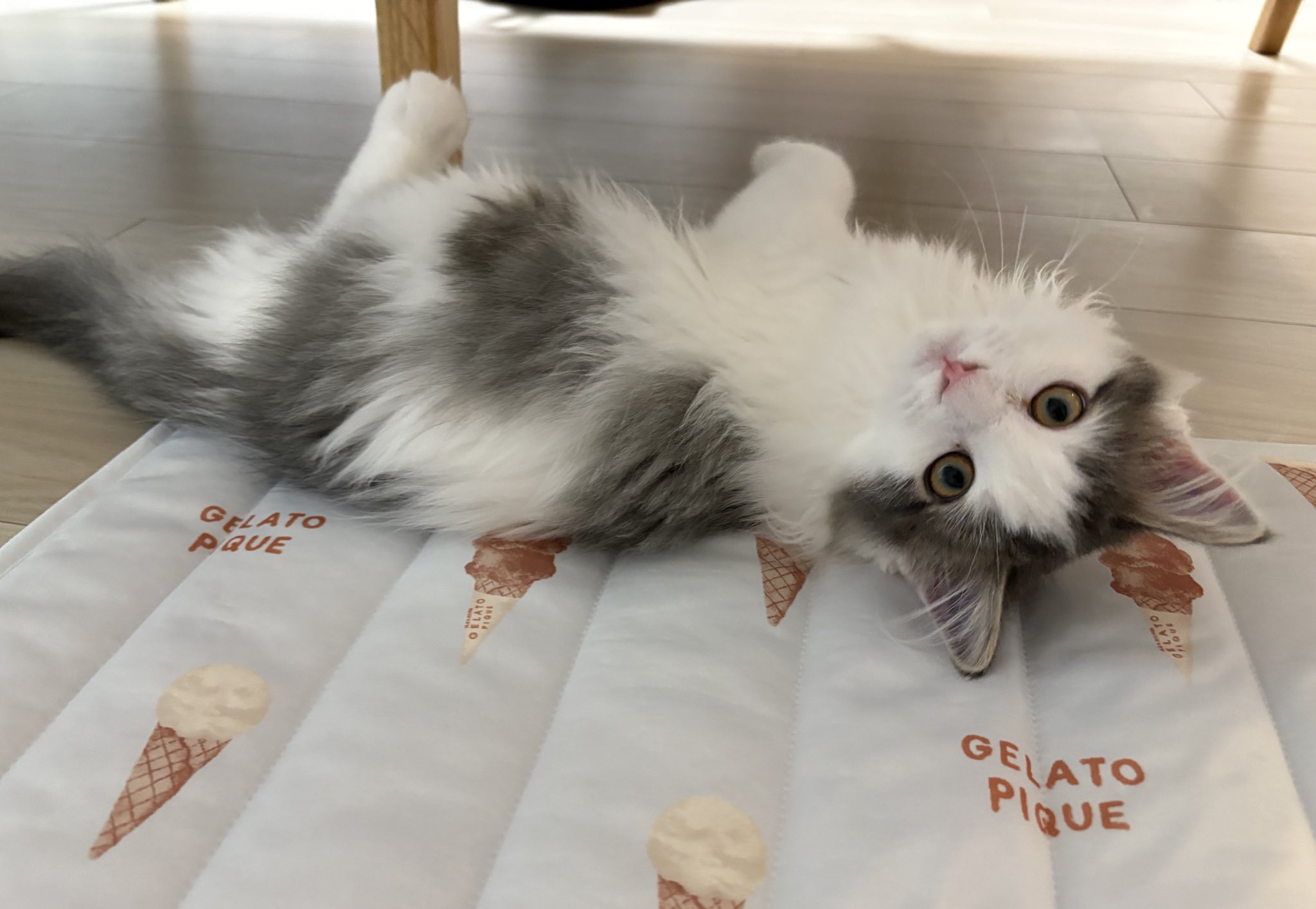 新品❤️キティ　根付　勝つドーン　必勝請負猫　借猫手繁盛　招七転八福　鼠算式愛5点 金運 和福猫 招き猫 縁起物 置物 開運招福 作舎 Lucky Cat