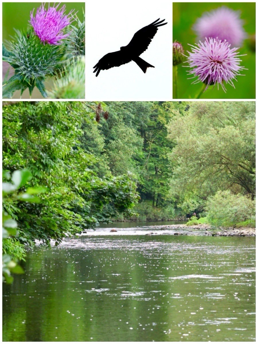 FreestoneFF's tweet image. So the ‘post-Laxa blues’ were finally put to one side and it was back to the Wharfe for an early start. Plenty of Grayling with red kites, buzzards, kingfishers, Grey wagtails and a Little Egret for company! 😁👌🏻