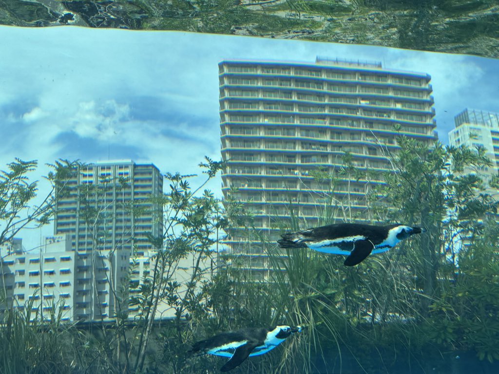 tomatost's tweet image. これは空飛ぶペンギン