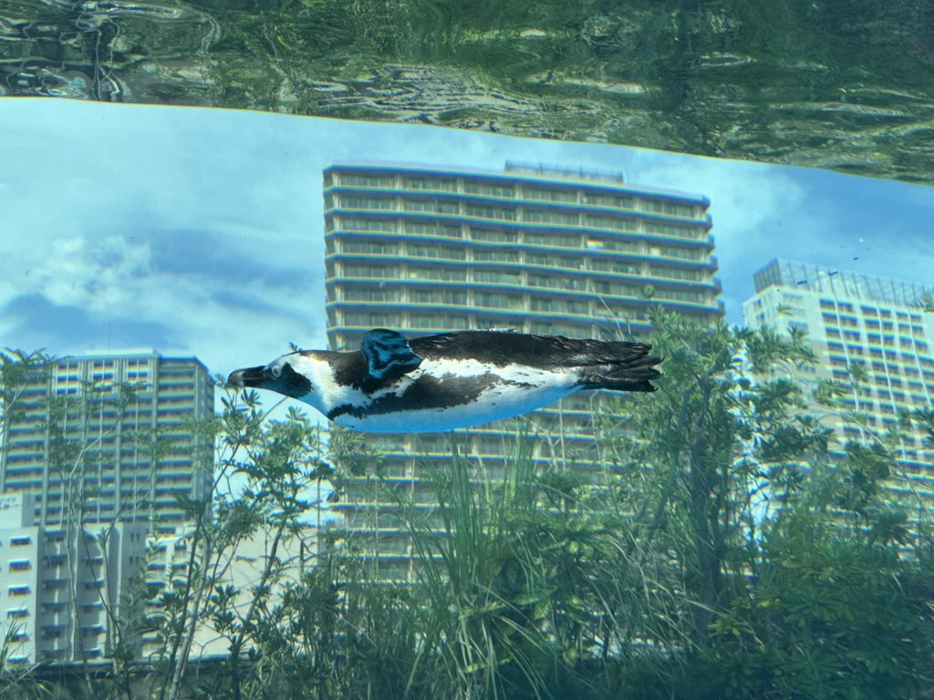 tomatost's tweet image. これは空飛ぶペンギン