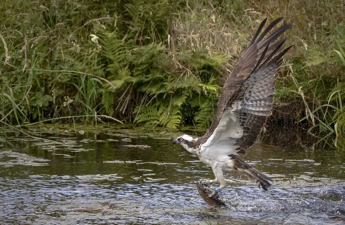 Mark Scott tweet media