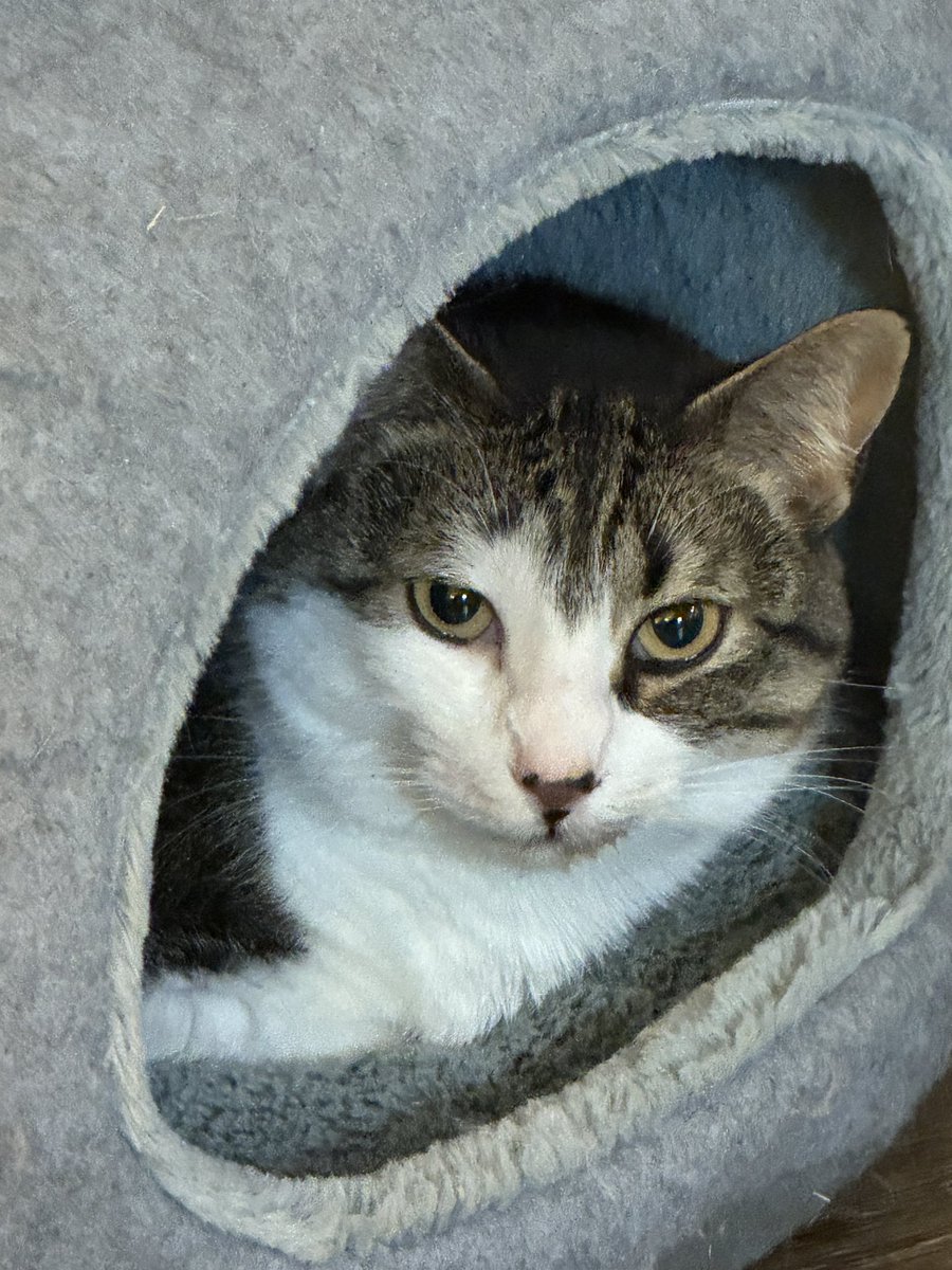Enjoying my little nook on #catbedsunday hoping you will also find a comfy place to enjoy your day #Molly 💞💞🐾🐾💞💞 #kindness #friendship #love #catsofx #dogsofx