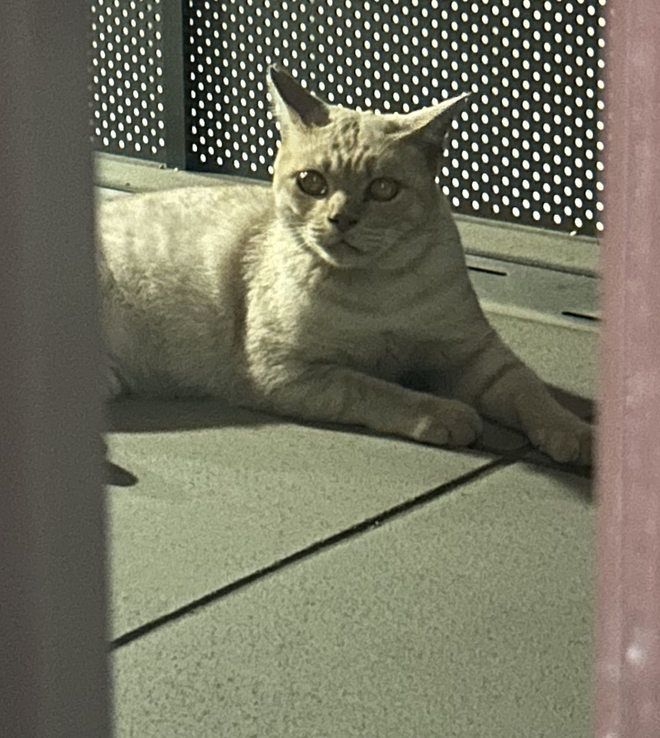 かこ♡リピーター様リクエスト　特大猫様 対談コラボ】#ディスコードショッキング ～今月のゲスト：猫宮