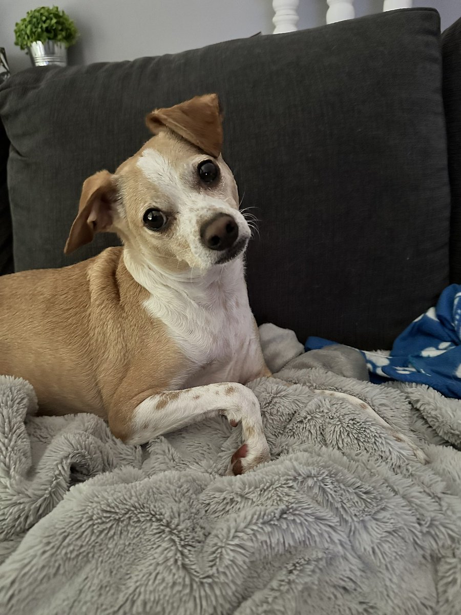 Good morning and Happy Sunday frens! We’re going into another heatwave 🙈 38C today (100.4 F). Momma and I have had a short walkies and now we’ll be watching movies or streaming shows today. Have a great day and be safe frens 🐶