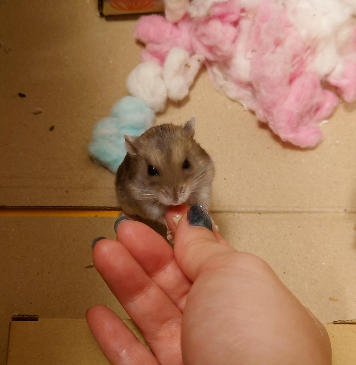 kemari_no_ouchi's tweet image. 🐹できたて おだんご うまー！