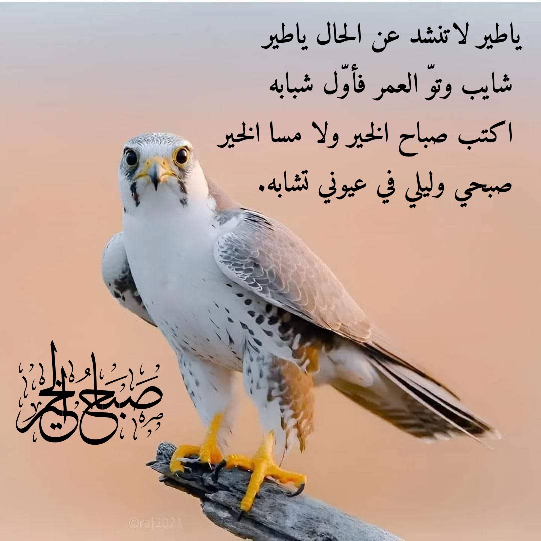 راعي الديرة (@ahmadissa2025) on Twitter photo 