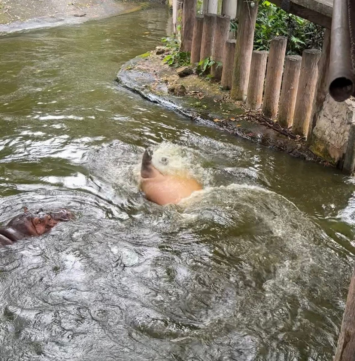and_khamoo's tweet image. ช่วยด้วย ฮิปโปจมน้ำ
#hippo #PygmyHippo #ขาหมูแอนด์เดอะแก๊ง #หมูเด้งจะเด้งกี่โมง #Moodeng #พี่ขาหมู #สวนสัตว์แปลกเขาเขียว