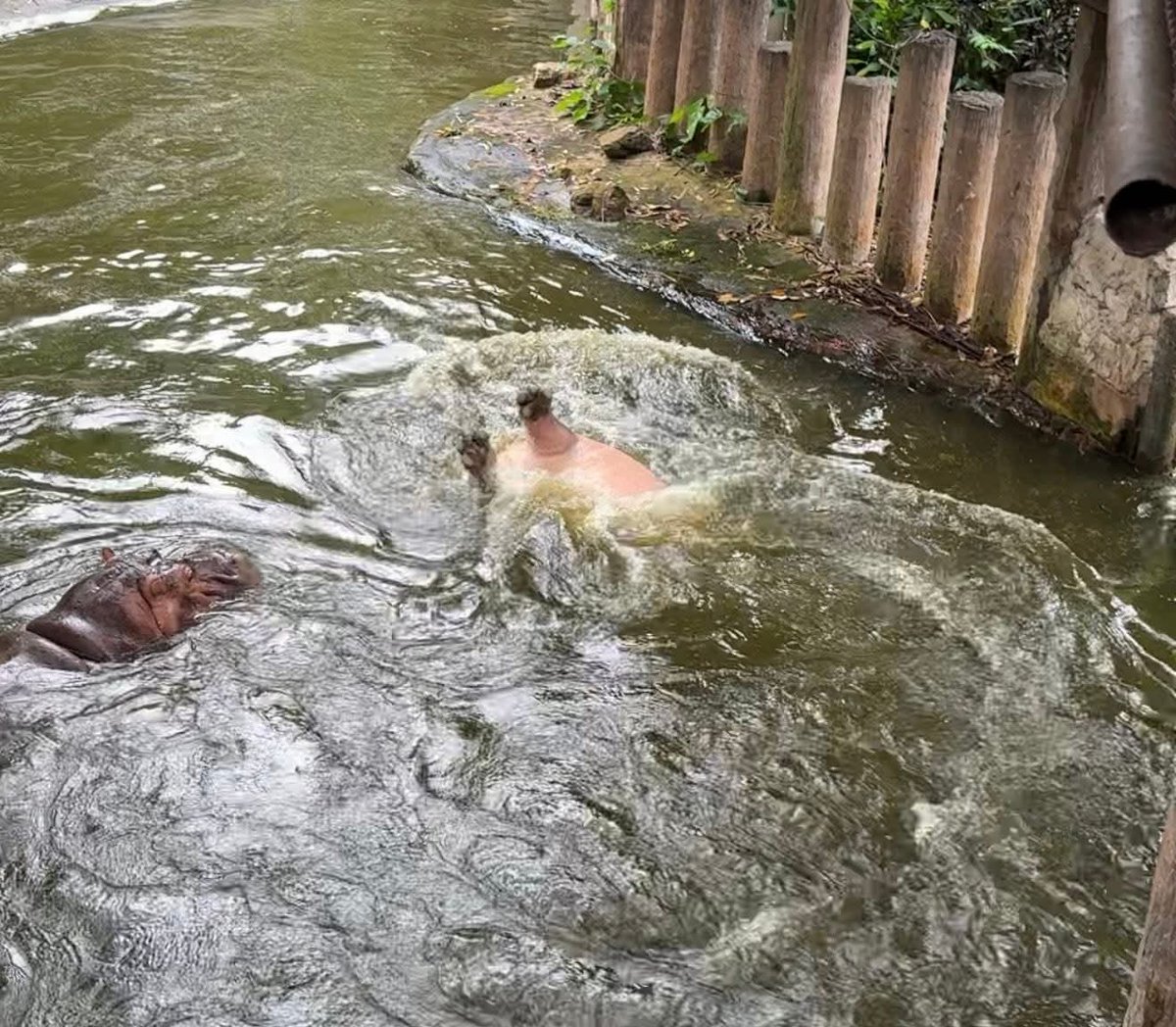 and_khamoo's tweet image. ช่วยด้วย ฮิปโปจมน้ำ
#hippo #PygmyHippo #ขาหมูแอนด์เดอะแก๊ง #หมูเด้งจะเด้งกี่โมง #Moodeng #พี่ขาหมู #สวนสัตว์แปลกเขาเขียว