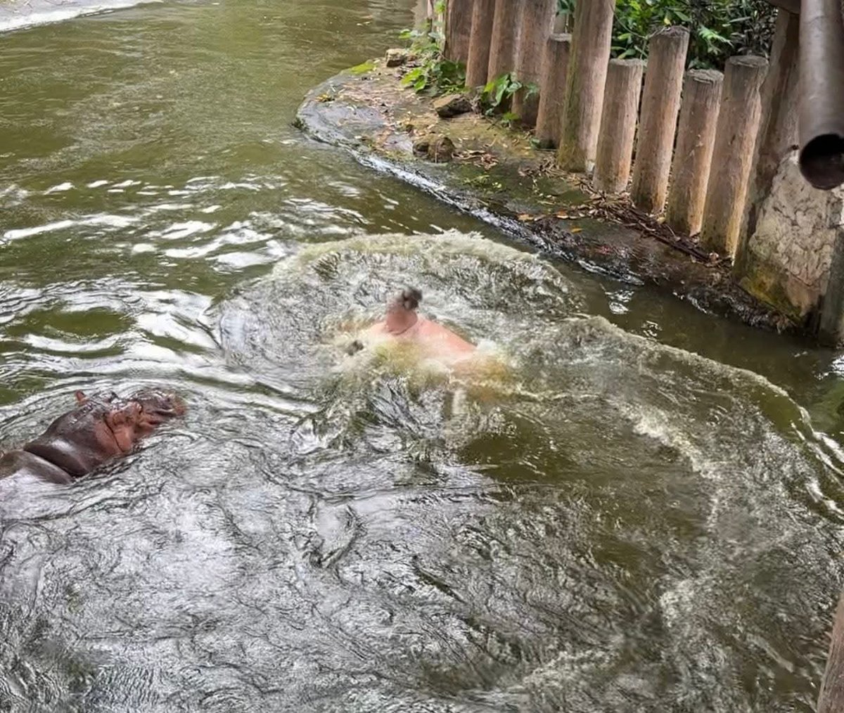 and_khamoo's tweet image. ช่วยด้วย ฮิปโปจมน้ำ
#hippo #PygmyHippo #ขาหมูแอนด์เดอะแก๊ง #หมูเด้งจะเด้งกี่โมง #Moodeng #พี่ขาหมู #สวนสัตว์แปลกเขาเขียว