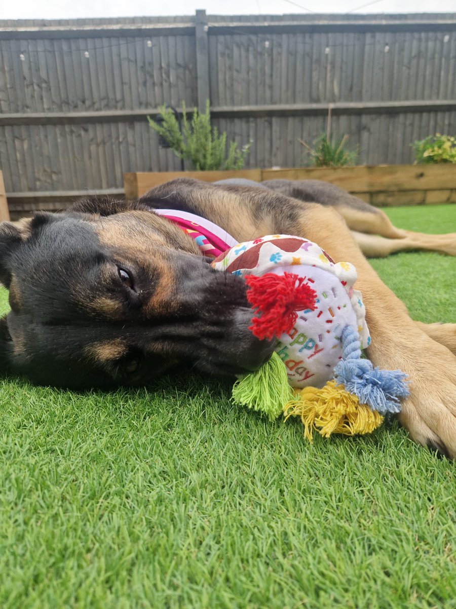 Wishing RPD Suzie a very happy 3rd birthday! Suzie is loving her squeaky birthday cake! Have a pawesome day being spoilt 💙🎂🎊
