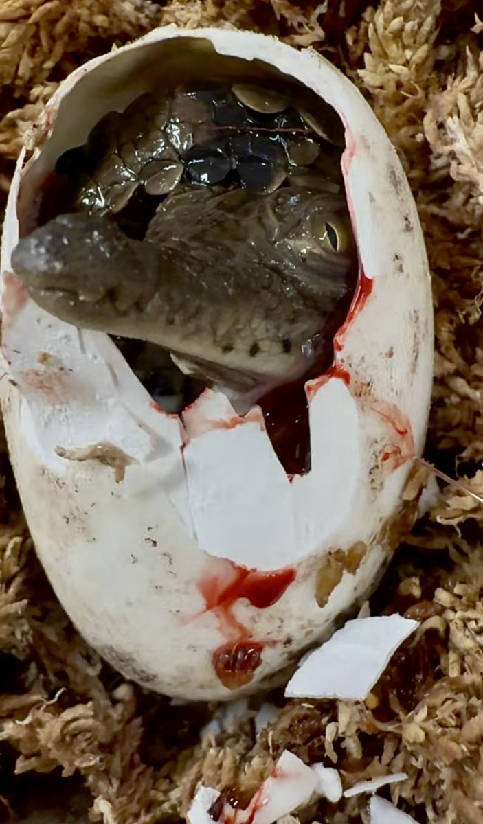 #SundayThoughts #babyanimals #crocodile