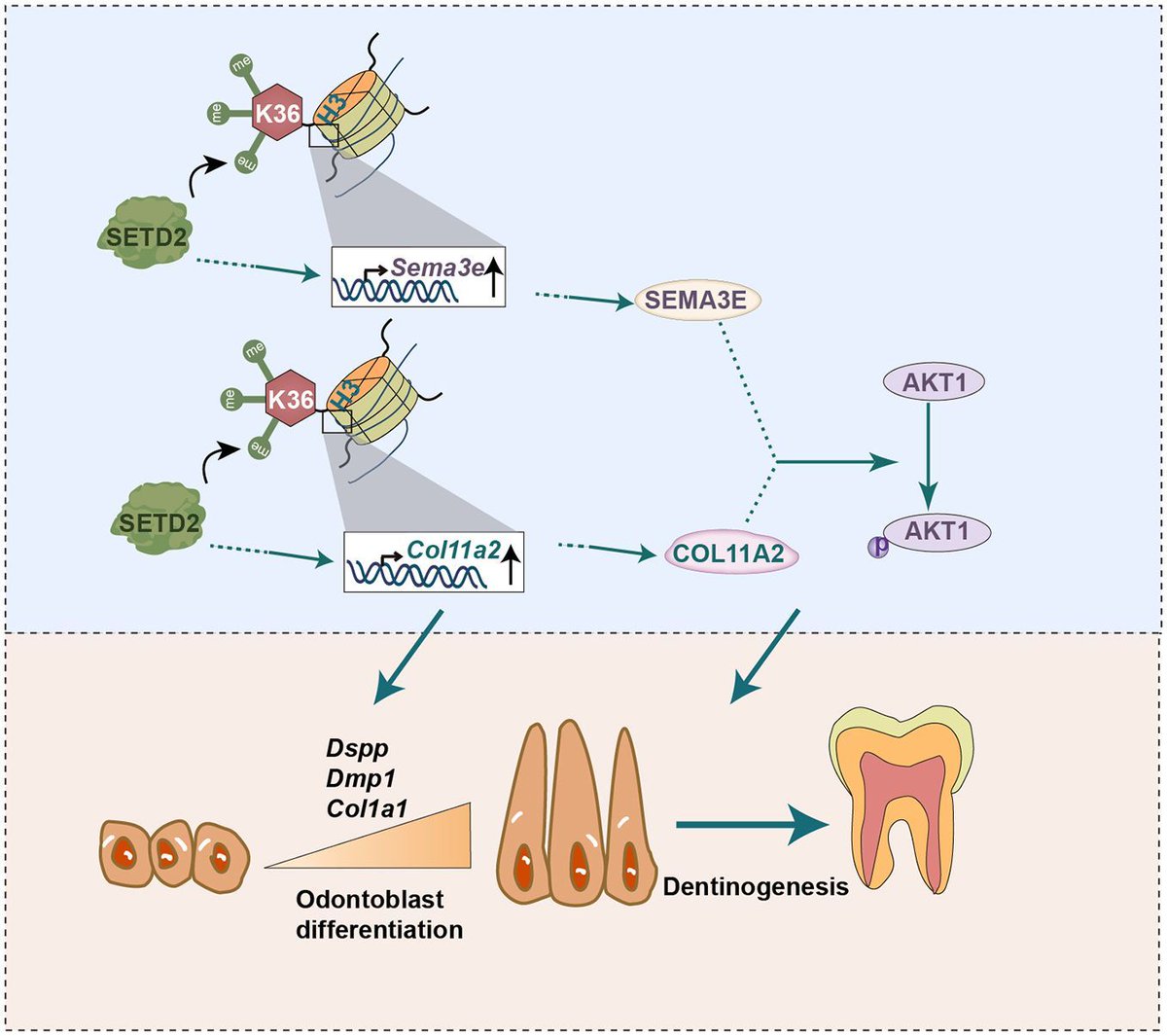Dev_journal's tweet image. H3K36me3 modification by SETD2 is essential for Col11a2 and Sema3e transcription to maintain dentinogenesis in mice.
Read this Research Article by Jiaxin Niu and Guohua Yuan's group:
journals.biologists.com/dev/article/15…