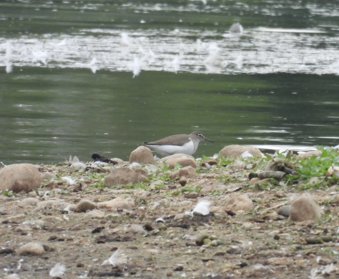ComberNath's tweet image. A few hours of local birding this morning visiting a couple of new sites for me. Clifton pits: All 3 egret species, Peregrine, Yellowhammer & large Egyptian Geese numbers. Ripple Pits: Greenpecker, Sedge Warbler, Common Tern & Common Sand #worcsbirds