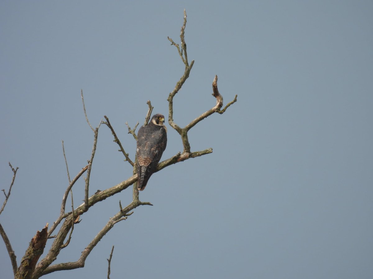 ComberNath's tweet image. A few hours of local birding this morning visiting a couple of new sites for me. Clifton pits: All 3 egret species, Peregrine, Yellowhammer & large Egyptian Geese numbers. Ripple Pits: Greenpecker, Sedge Warbler, Common Tern & Common Sand #worcsbirds