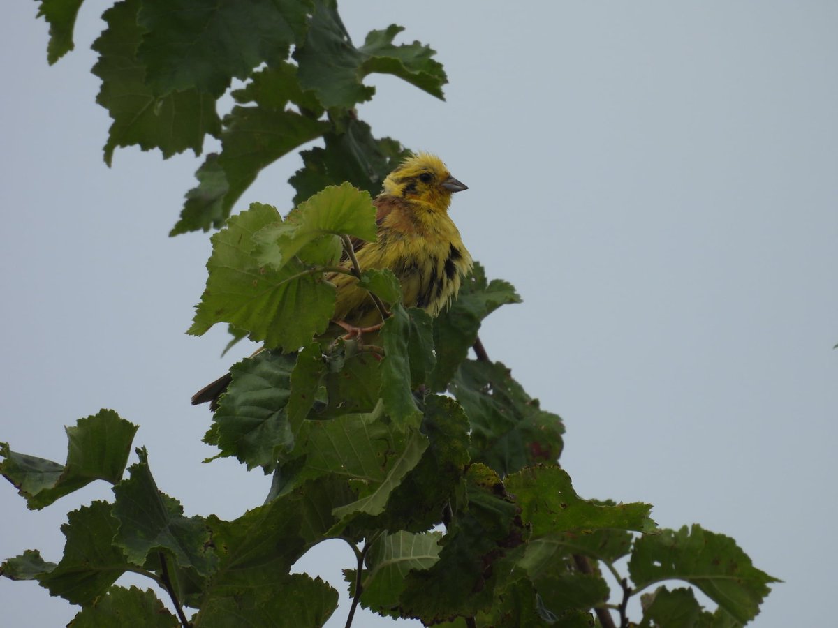 ComberNath's tweet image. A few hours of local birding this morning visiting a couple of new sites for me. Clifton pits: All 3 egret species, Peregrine, Yellowhammer & large Egyptian Geese numbers. Ripple Pits: Greenpecker, Sedge Warbler, Common Tern & Common Sand #worcsbirds