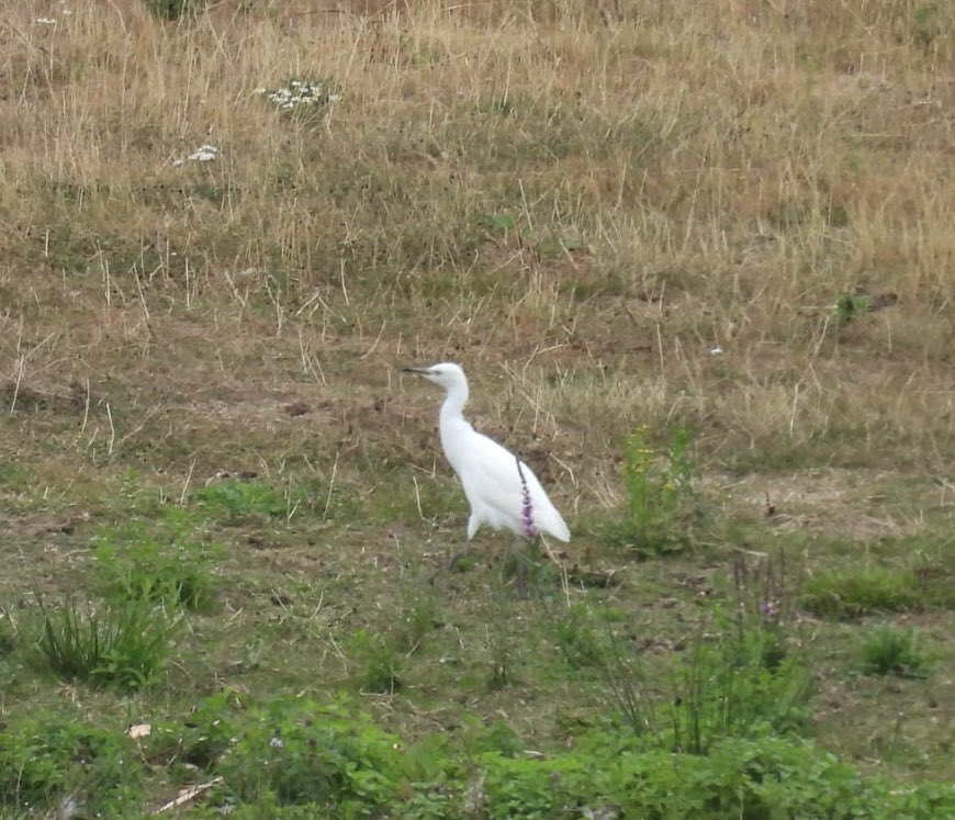 ComberNath's tweet image. A few hours of local birding this morning visiting a couple of new sites for me. Clifton pits: All 3 egret species, Peregrine, Yellowhammer & large Egyptian Geese numbers. Ripple Pits: Greenpecker, Sedge Warbler, Common Tern & Common Sand #worcsbirds