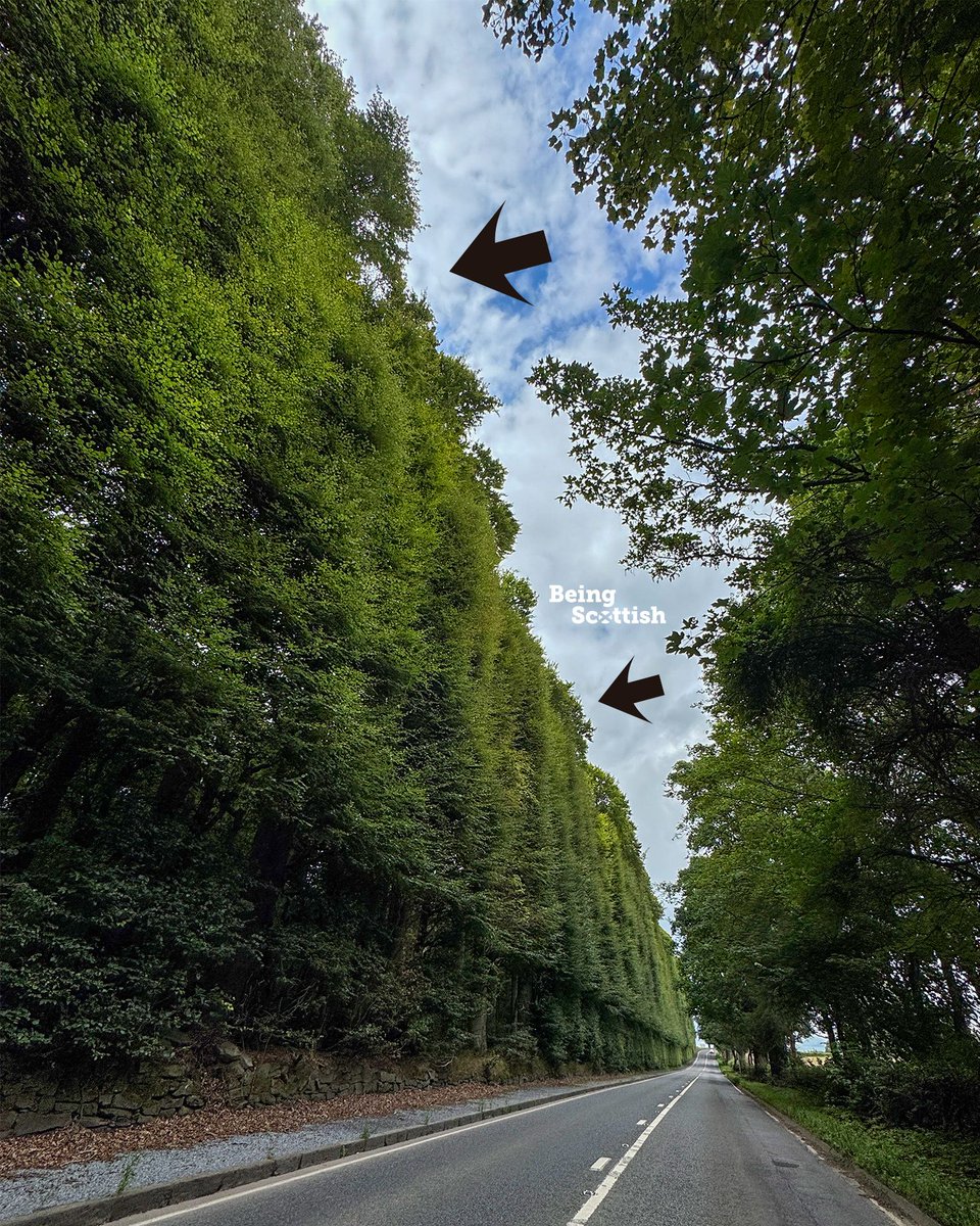 The World's Tallest and Longest hedge is the Meikleour beech hedge in Perthshire. It is one third of a mile long and 98ft high. It was planted in 1745 and local legend says the hedge grows towards the heavens because the men who planted it were killed at the Battle of Culloden.
