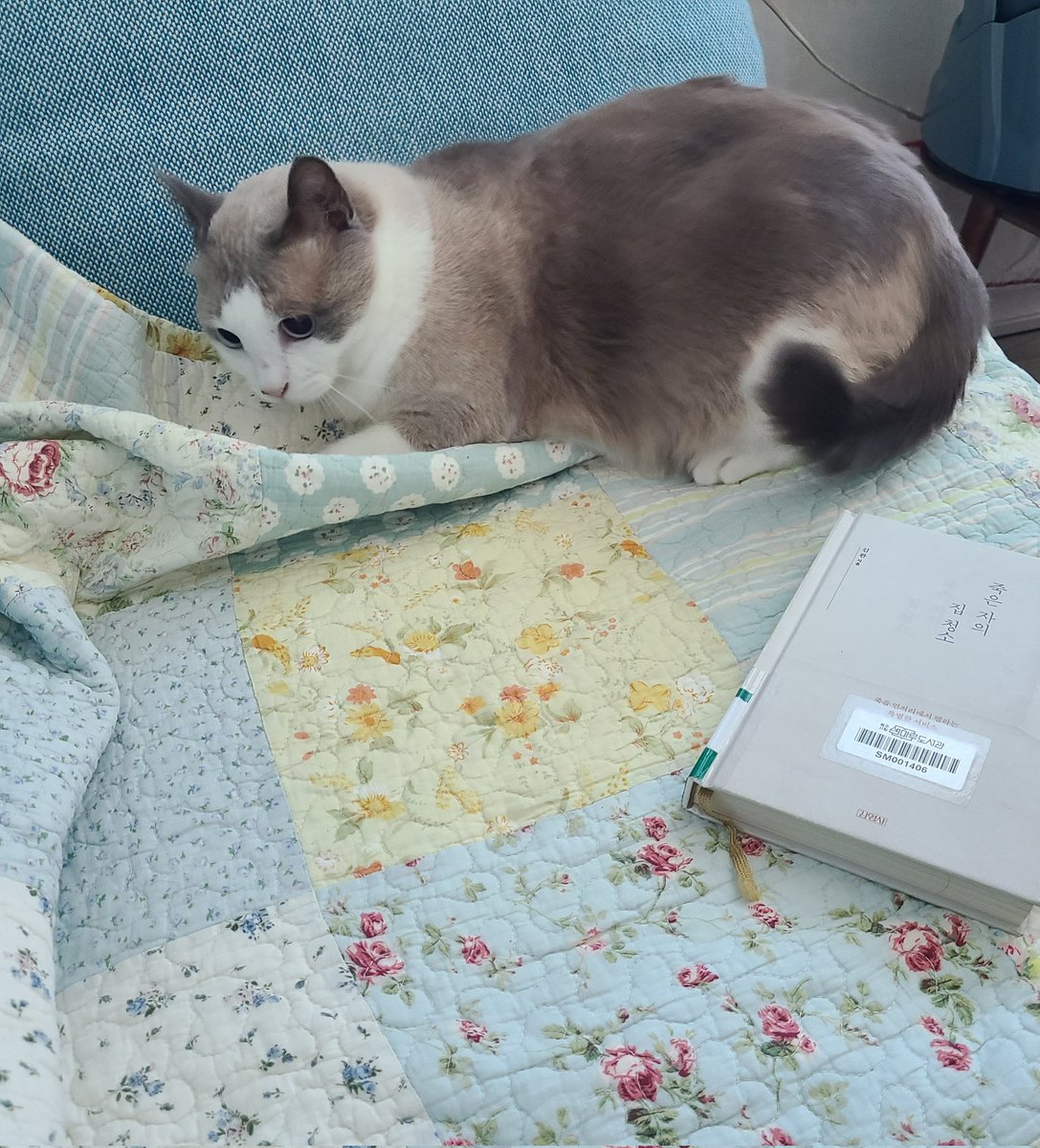 coolhotcat's tweet image. 