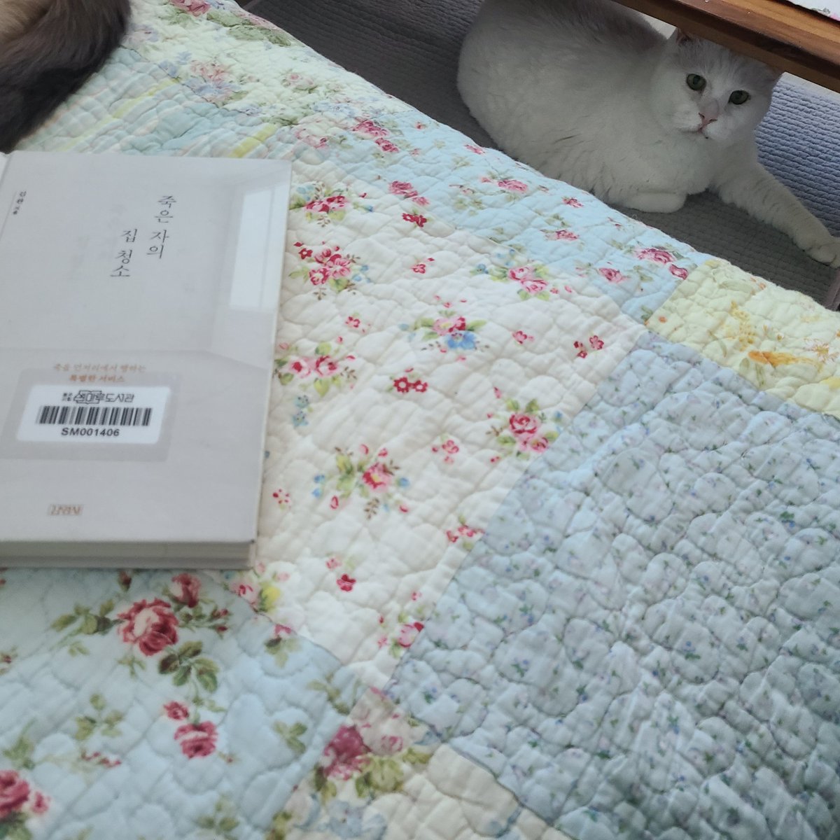 coolhotcat's tweet image. 