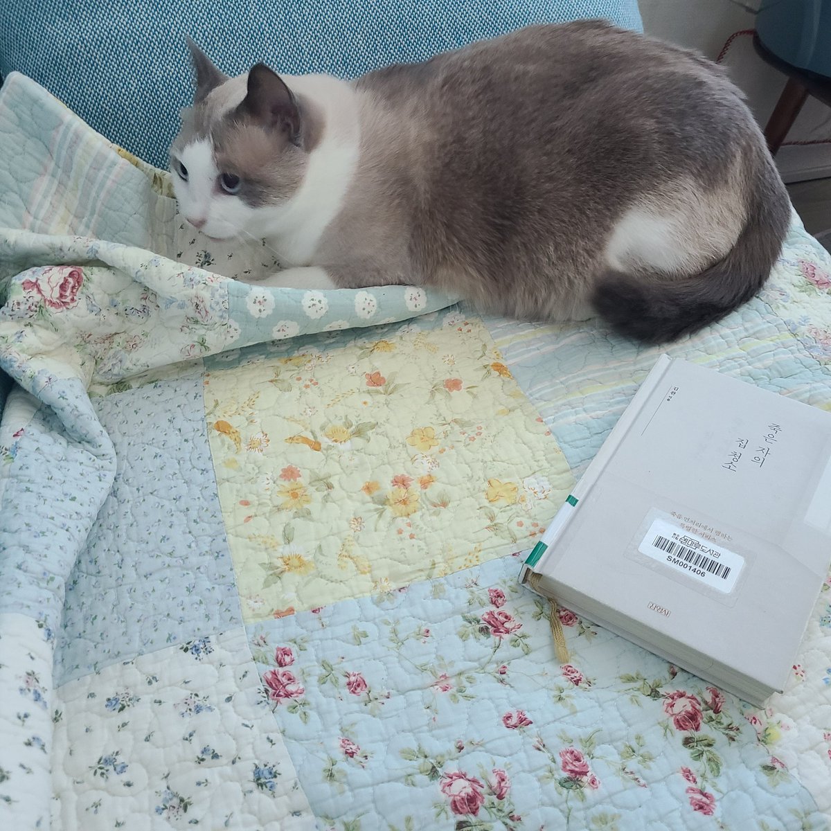 coolhotcat's tweet image. 
