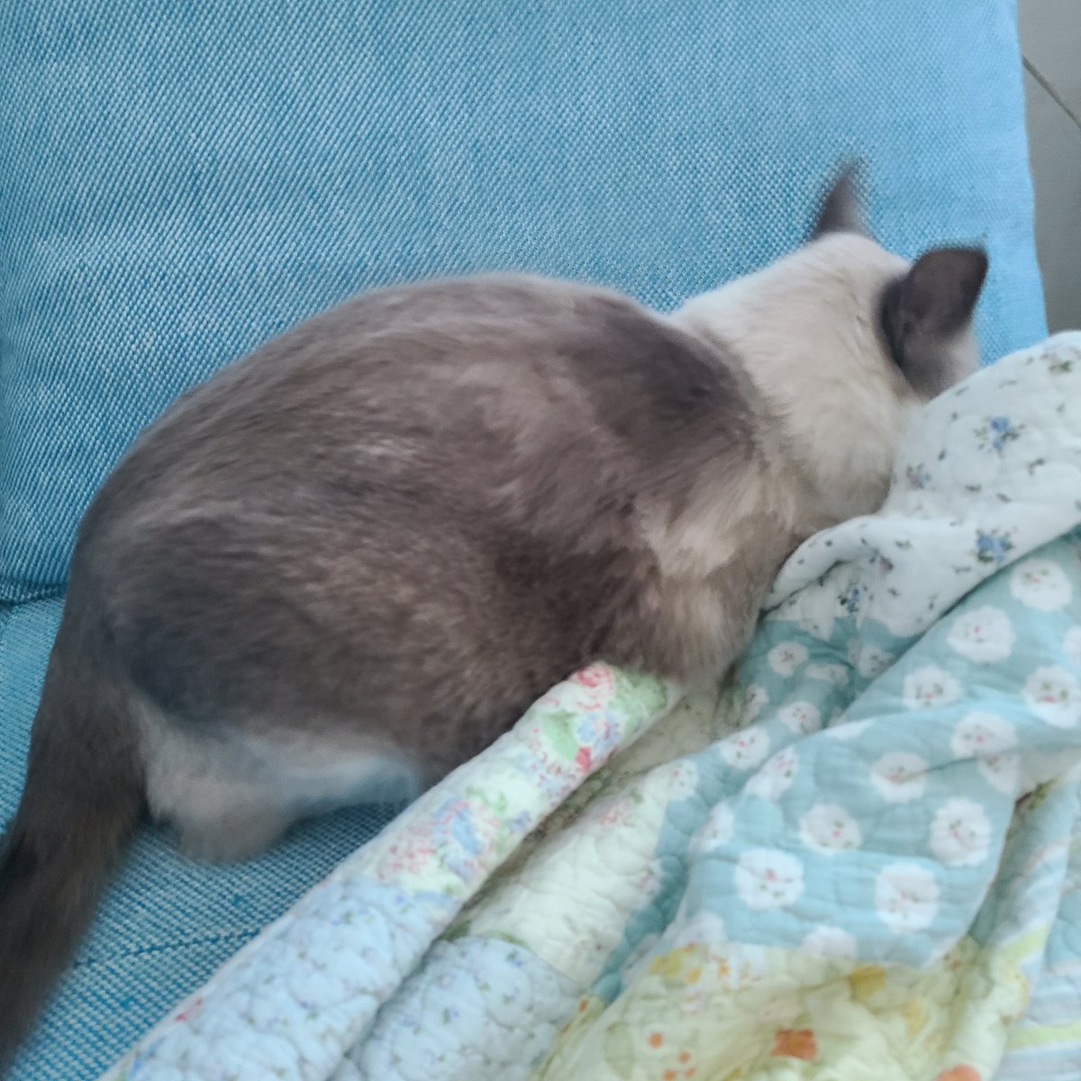 coolhotcat's tweet image. 