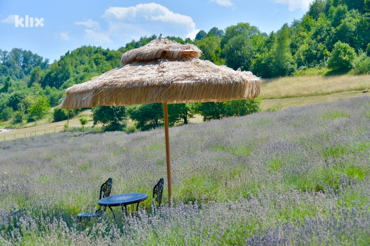 DisBalansX's tweet image. Farma lavande kod Visokog. #BiH