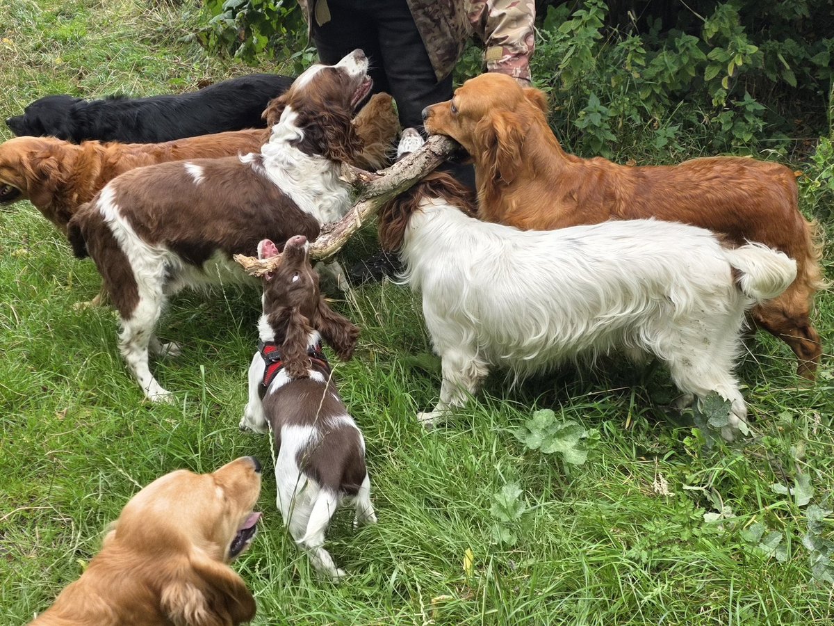 SpringerSaint's tweet image. Flora found a welly boot and a super stick! Working on Islay&apos;s recall by calling her back randomly and she&apos;s doing great ✅️