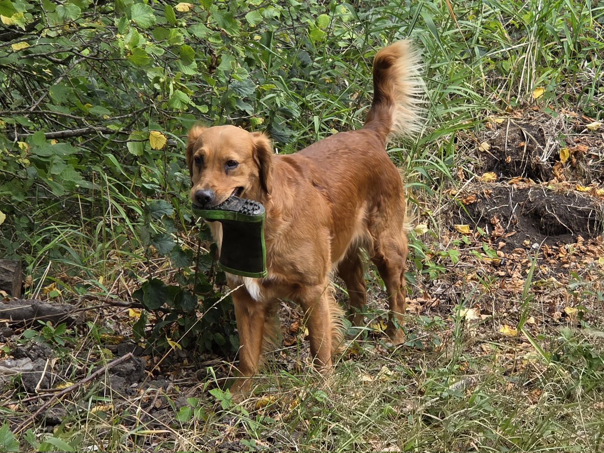 SpringerSaint's tweet image. Flora found a welly boot and a super stick! Working on Islay&apos;s recall by calling her back randomly and she&apos;s doing great ✅️