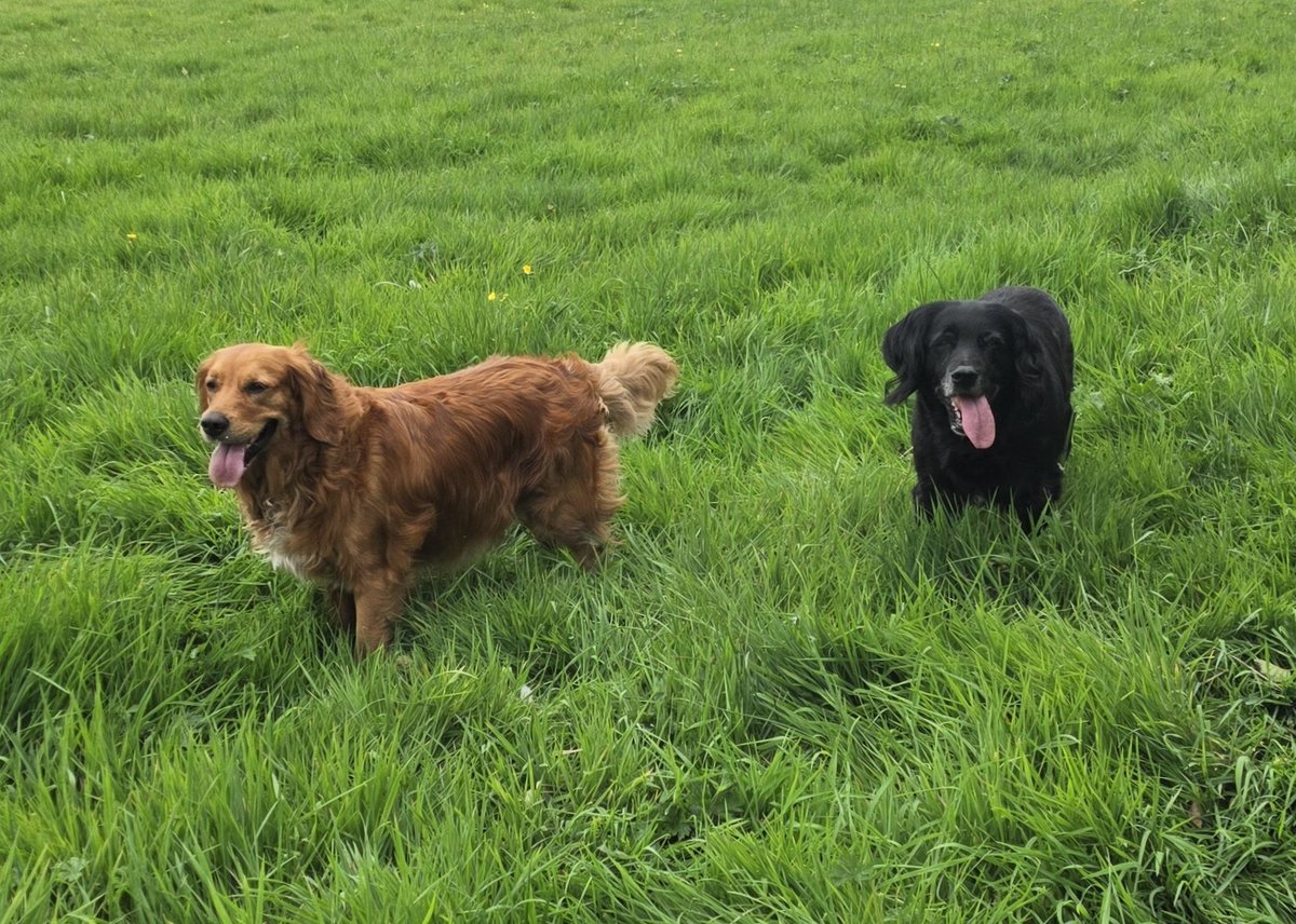SpringerSaint's tweet image. Flora found a welly boot and a super stick! Working on Islay&apos;s recall by calling her back randomly and she&apos;s doing great ✅️