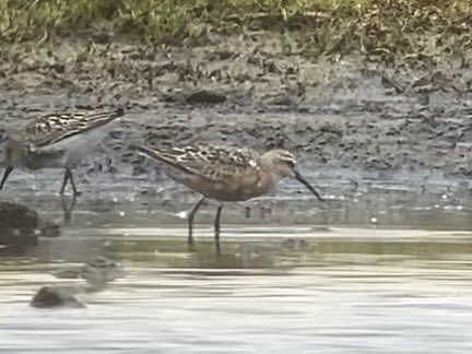 DavidWalsh22's tweet image. I’ve paid several visits to Aldeburgh Marshes this month and the main lagoon is producing more and more waders, today mainly Black-tailed Godwit (360) and Dunlin (120) but also Curlew and Wood Sandpipers. 10 Spoonbills right by the path was a bonus!