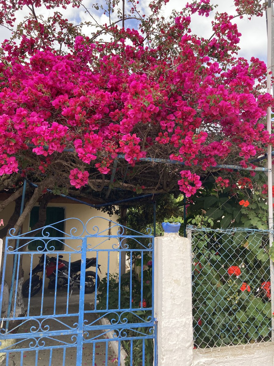 JanBaynham's tweet image. #TheSilentSister
9 days to go - 'A bright cerise-pink bougainvillea tumbled over a gate that led to the cultivated space containing an orchard full of orange and fig trees, laden with fruit. "This is a beautiful house, Theía. What made you move here?"
"It was our family home."'