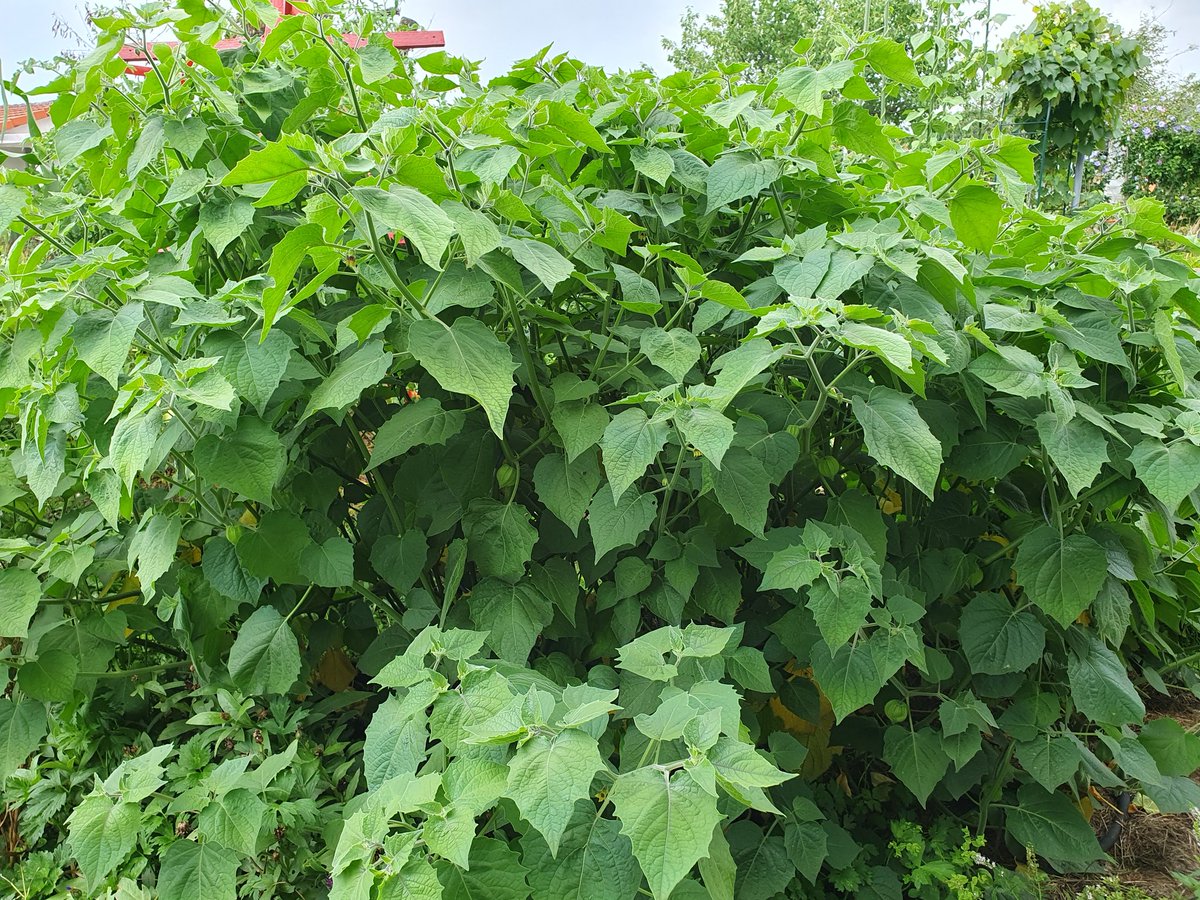 jcw_karlsruhe's tweet image. Physalis neigen zur Waldbildung...