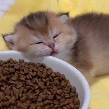 r3dm0chi's tweet image. 🥣ᶻ 𝗓 𐰁