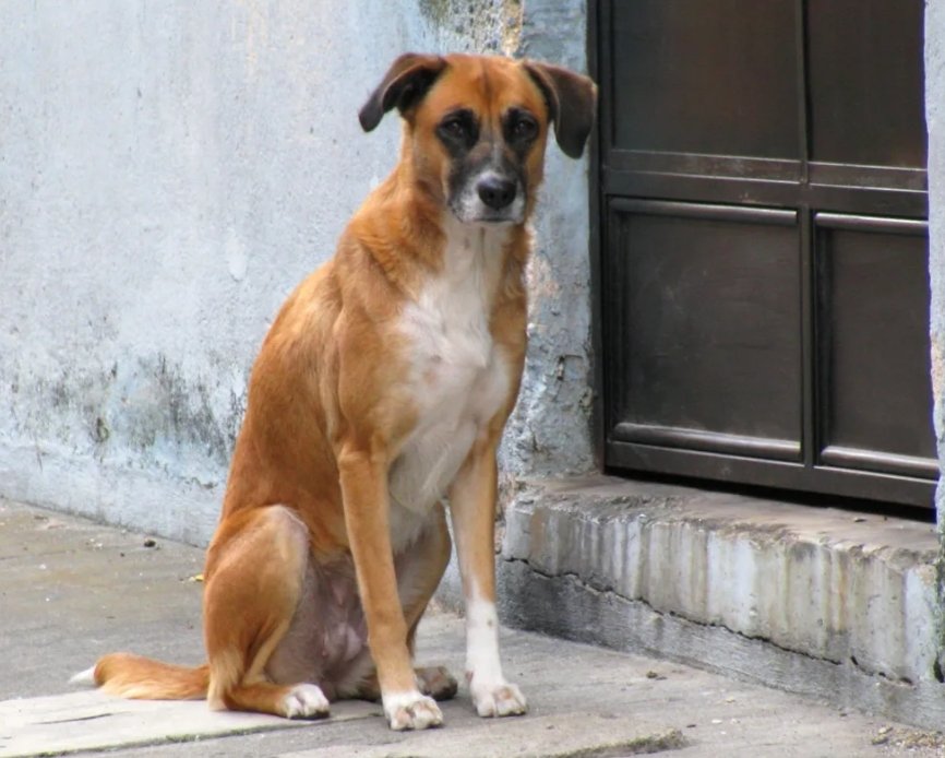 IncansableSebas's tweet image. Hoy es el Día Internacional del Perro Callejero.
Si lo ves, no lo asustes, no le grites, no le pegues.
Acercale agua, algo de comida y dale un cariño. Quizás, termine en tu casa.
Te vas a ganar un amigo para siempre.