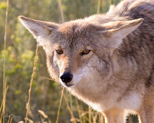 EllisSnuppy's tweet image. Coyotes are really good for learning shapes, you got Triangle....
And that's really all you need to know
