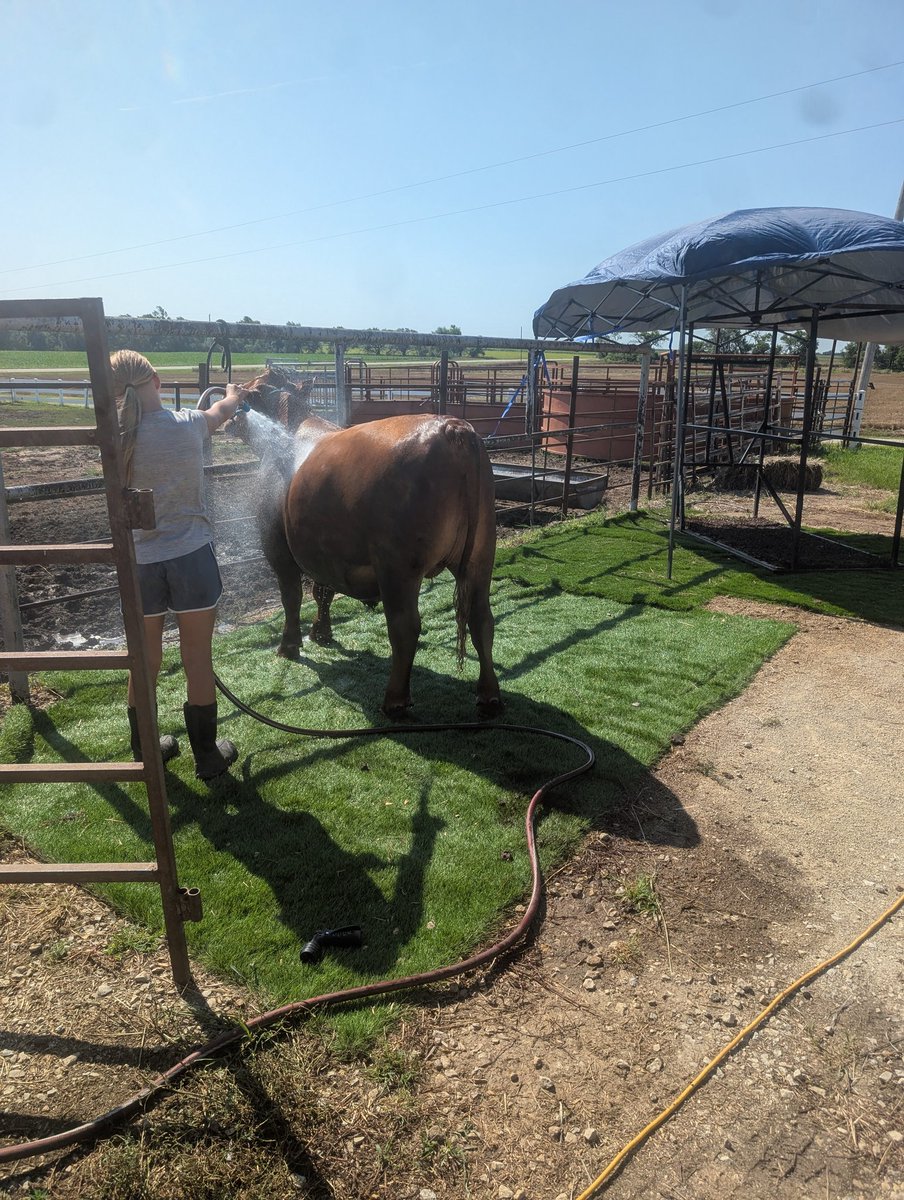 Faith and country on the speaker, washing, drying, clipping...family time with my girls in prep for Wednesday!  #GodisGOOD #4H
