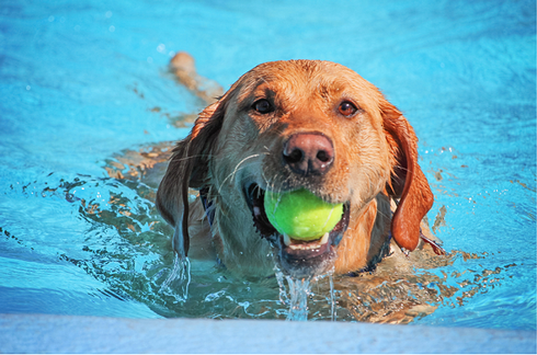 connectBP's tweet image. Let your dogs beat the heat, have some fun at public pool and help out charity at the same time in unique event. Check it out: ow.ly/4Egl50WsTKQ