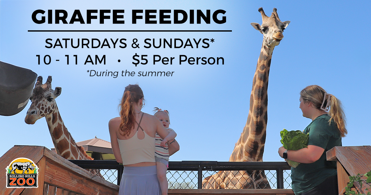 RHZoo's tweet image. #GiraffeFeeding is now available on both SATURDAY & SUNDAY MORNINGS at #RollingHillsZoo, from 10 - 11 AM each day! (Animal participation & weather dependent - if ground is too muddy, will be canceled) $5 per person/per feeding! #Giraffe #SalinaKansas
