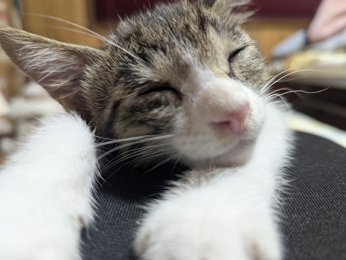 hideaki_taki's tweet image. オレのお腹の上で。
最近ちょっと太ったから弾力性バツグンのベッドに（←おのれぇ）