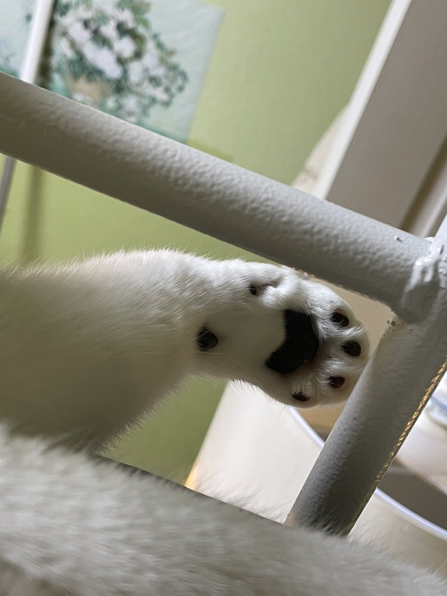 발에도 살이 찌나...?