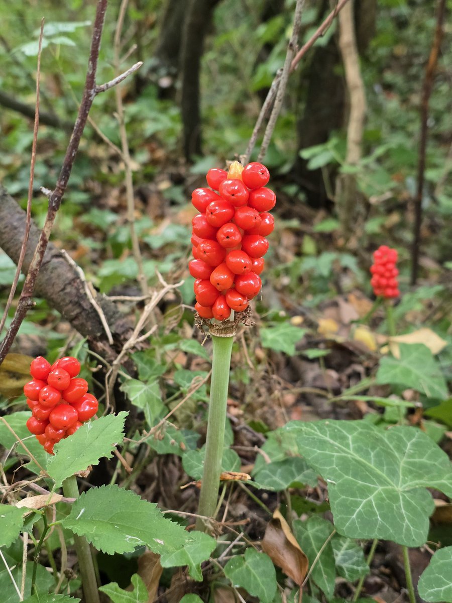 Walk_Wiltshire's tweet image. Spotted a roe deer 🦌, walked through maize 🌽 &amp;amp; wildflowers 🌼, and found a hidden tree-lined path. Mostly flat with great views — perfect for a future group walk!
#WalkWithMe #WeekendWalks #CountryLife #TimeForWiltshire #VisitWiltshire #GoOutdoors
